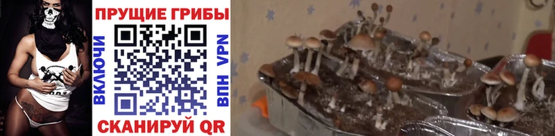 OMG ссылки  Сертолово  Псилоцибиновые грибы мицелий  где продают наркотики 
